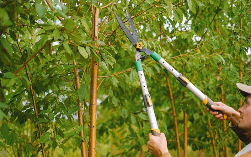Tree trimming in Saint Albans, VT