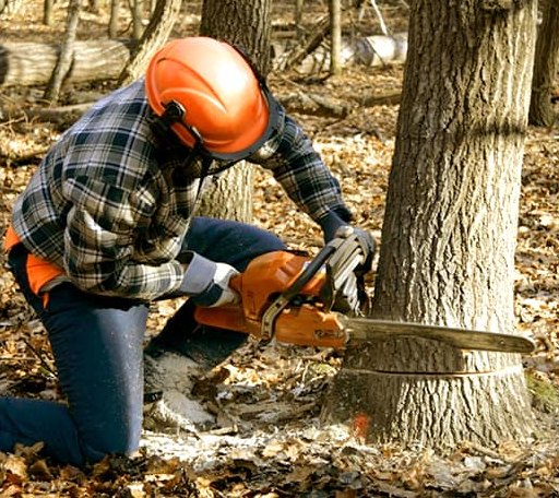 Tree Removal in Saint Albans, VT